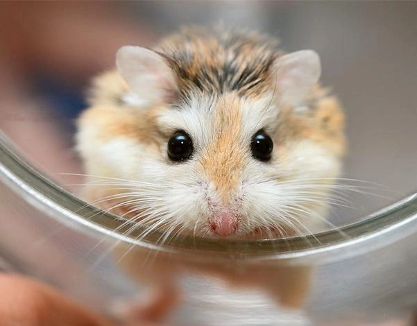 Chuột hamster - phân loại giá bán và cách chăm sóc chuột đẹp khỏe mạnh - 3