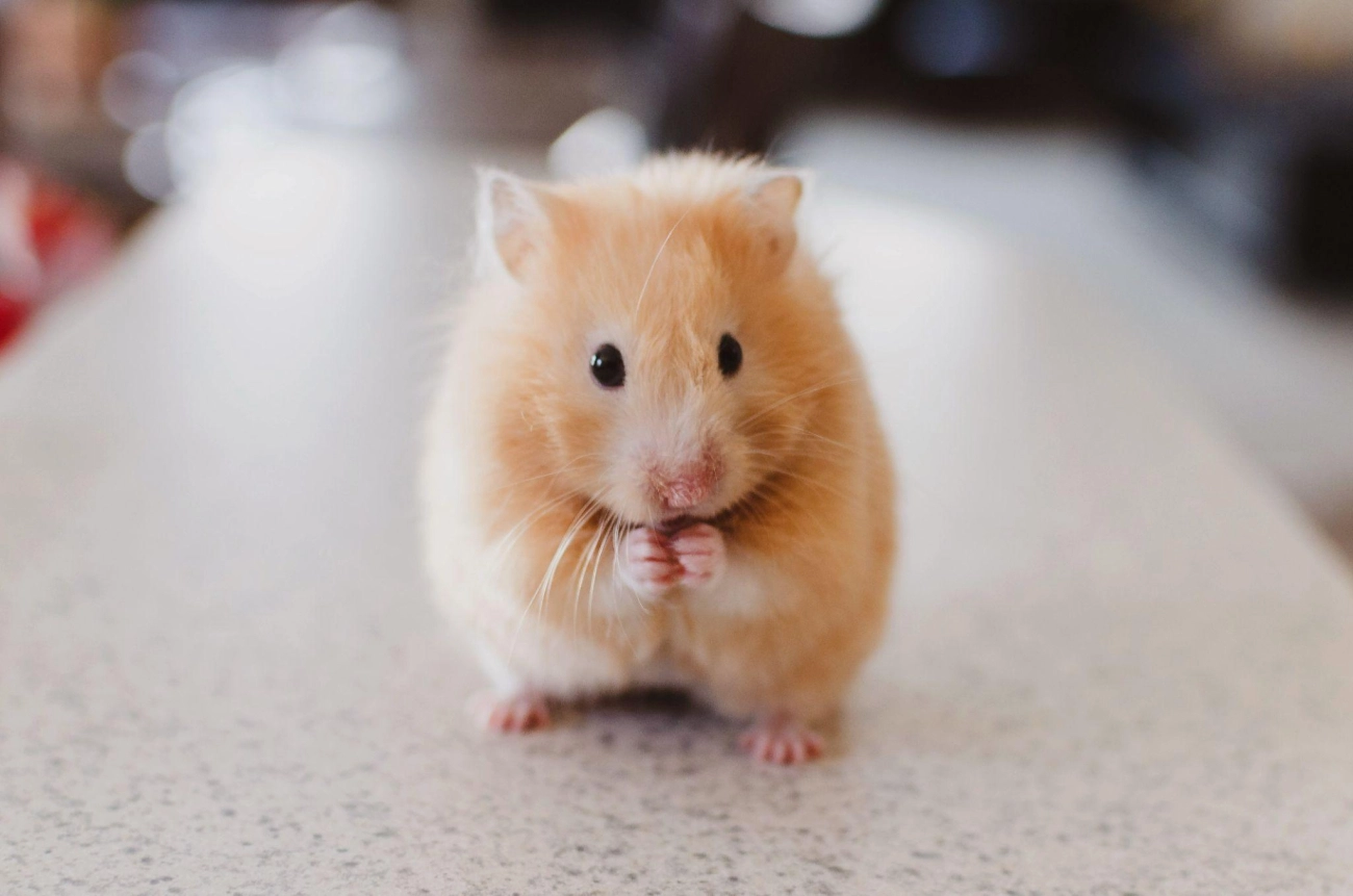 Chuột hamster - phân loại giá bán và cách chăm sóc chuột đẹp khỏe mạnh - 4
