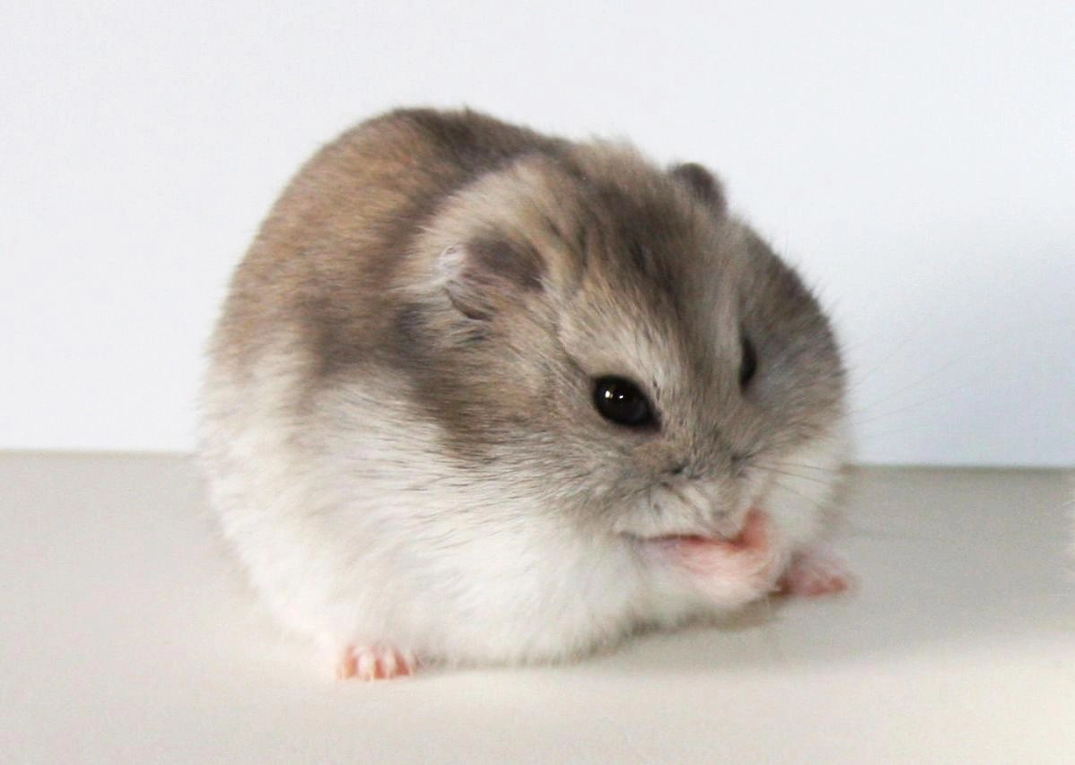 Chuột hamster - phân loại giá bán và cách chăm sóc chuột đẹp khỏe mạnh - 5