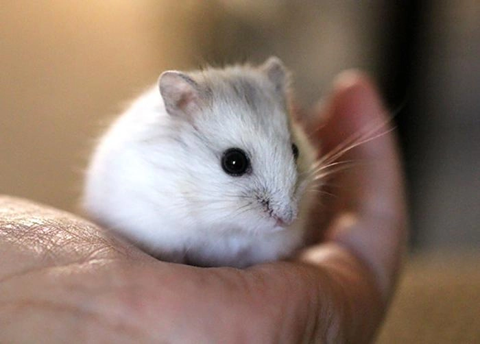 Chuột hamster - phân loại giá bán và cách chăm sóc chuột đẹp khỏe mạnh - 6