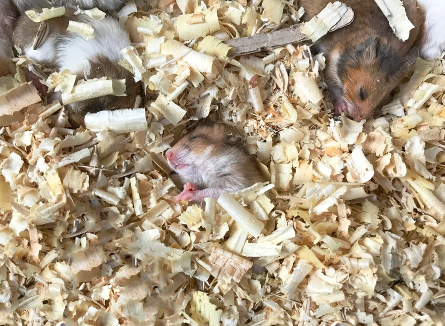 Chuột hamster - phân loại giá bán và cách chăm sóc chuột đẹp khỏe mạnh - 10