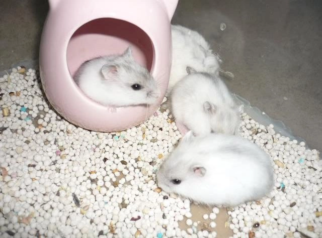 Chuột hamster - phân loại giá bán và cách chăm sóc chuột đẹp khỏe mạnh - 11
