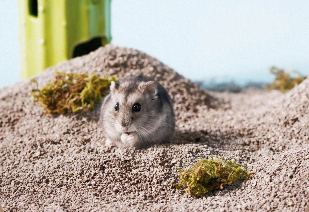 Chuột hamster - phân loại giá bán và cách chăm sóc chuột đẹp khỏe mạnh - 12