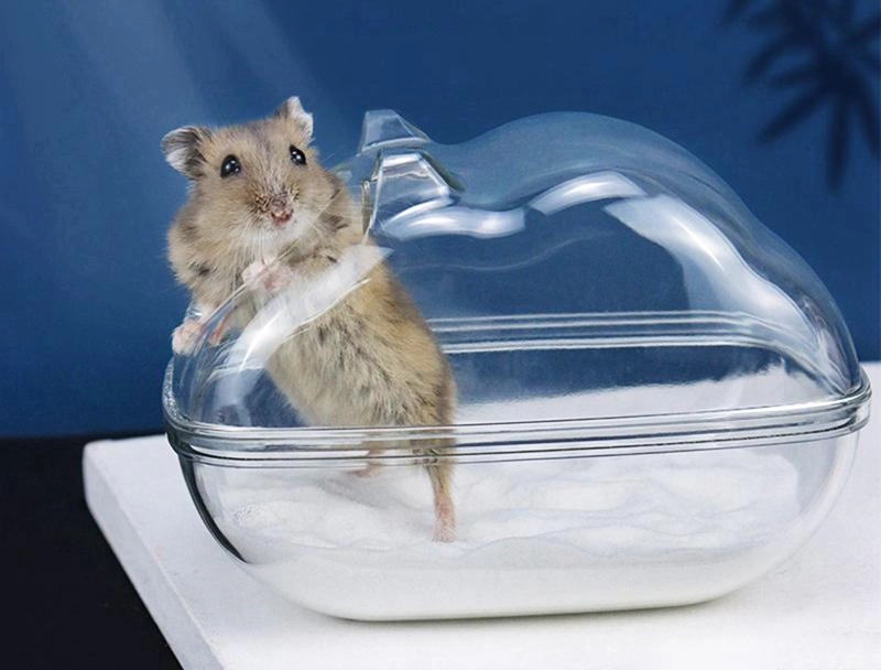 Chuột hamster - phân loại giá bán và cách chăm sóc chuột đẹp khỏe mạnh - 14