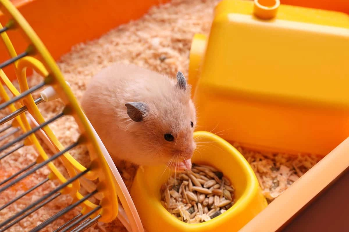 Chuột hamster - phân loại giá bán và cách chăm sóc chuột đẹp khỏe mạnh - 15