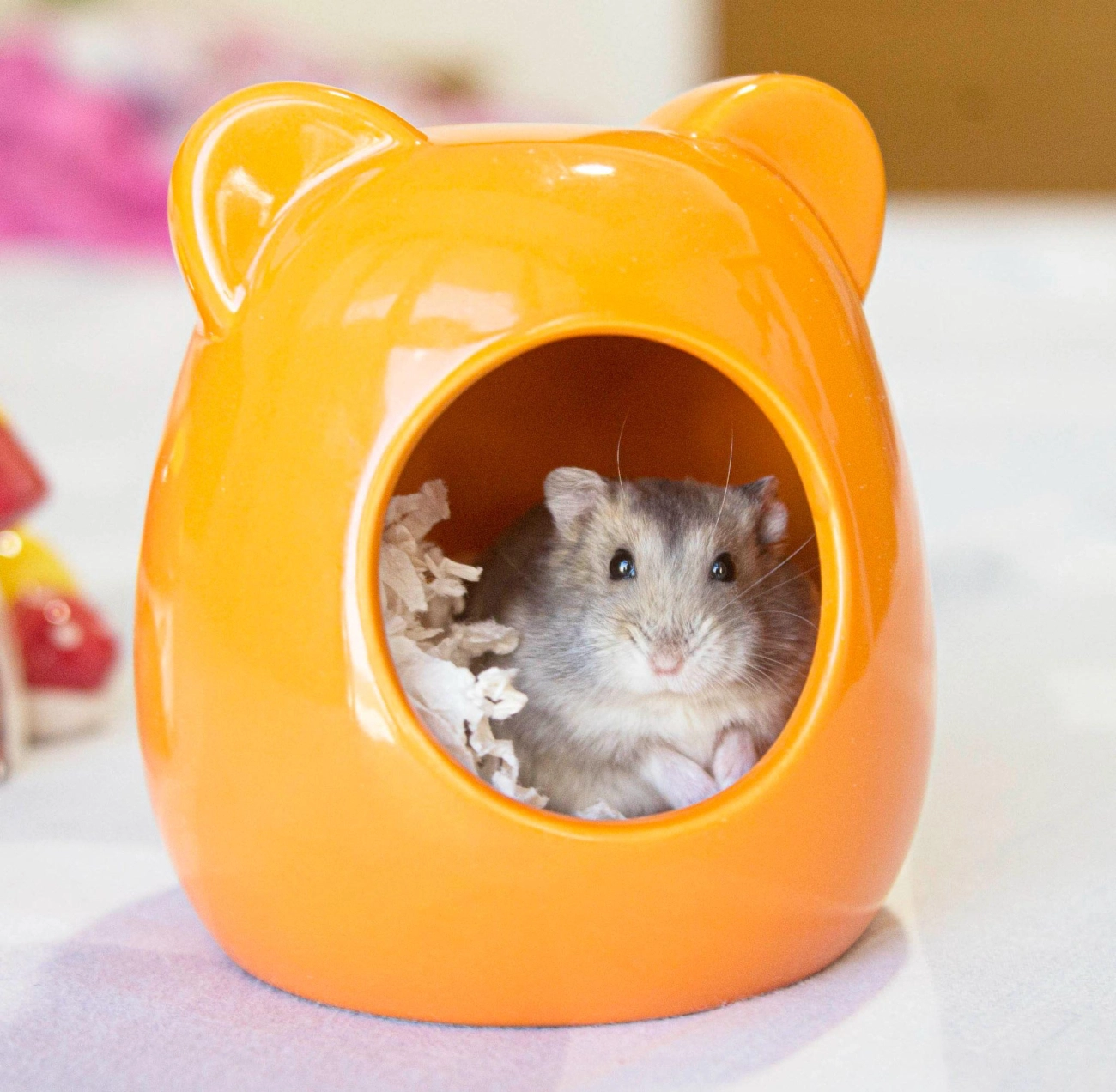 Chuột hamster - phân loại giá bán và cách chăm sóc chuột đẹp khỏe mạnh - 18