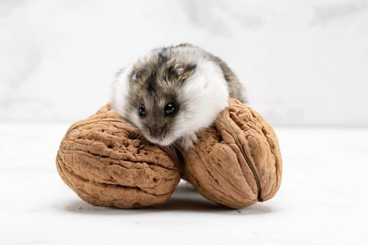 Chuột hamster - phân loại giá bán và cách chăm sóc chuột đẹp khỏe mạnh - 21