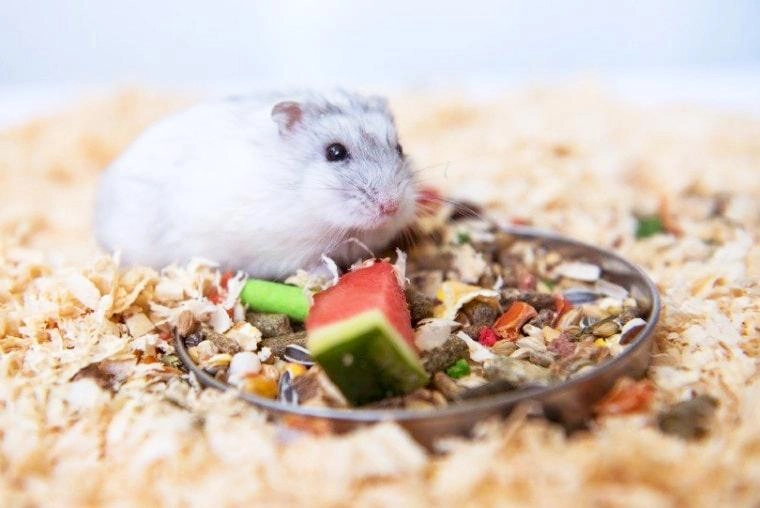 Chuột hamster - phân loại giá bán và cách chăm sóc chuột đẹp khỏe mạnh - 22