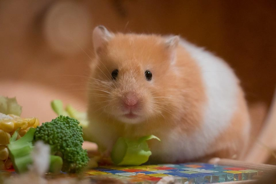 Chuột hamster - phân loại giá bán và cách chăm sóc chuột đẹp khỏe mạnh - 23