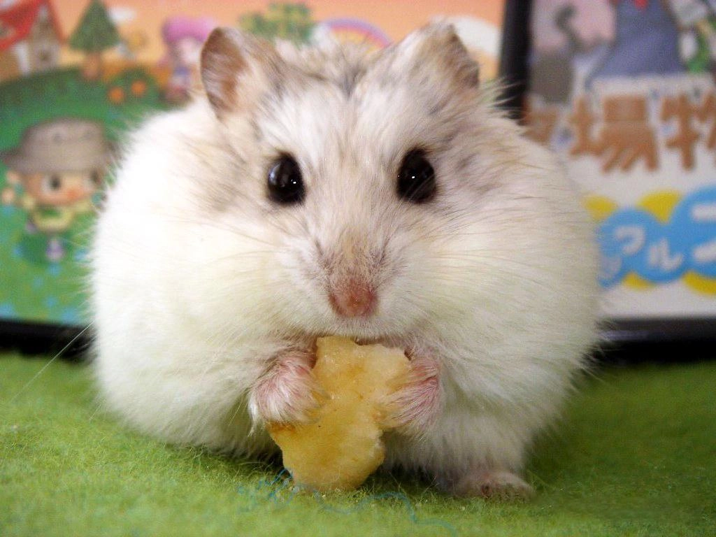 Chuột hamster - phân loại giá bán và cách chăm sóc chuột đẹp khỏe mạnh - 24
