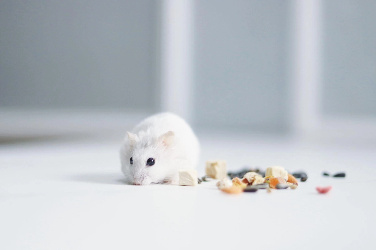 Chuột hamster - phân loại giá bán và cách chăm sóc chuột đẹp khỏe mạnh - 25