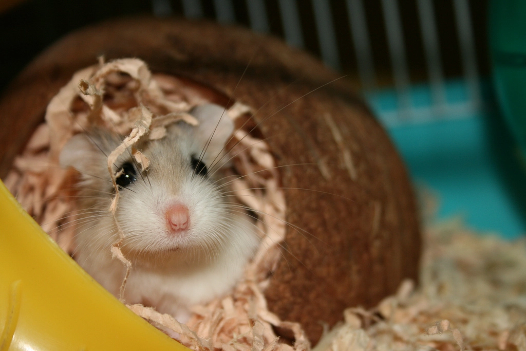 Chuột hamster - phân loại giá bán và cách chăm sóc chuột đẹp khỏe mạnh - 26