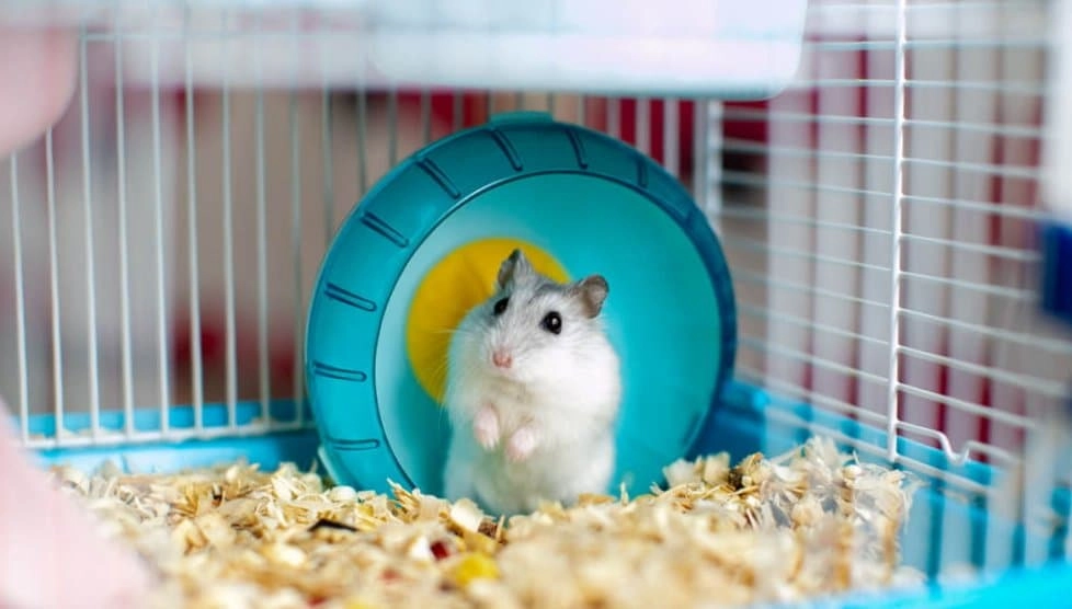 Chuột hamster - phân loại giá bán và cách chăm sóc chuột đẹp khỏe mạnh - 28