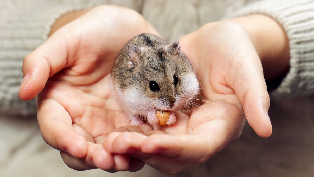 Chuột hamster - phân loại giá bán và cách chăm sóc chuột đẹp khỏe mạnh - 29