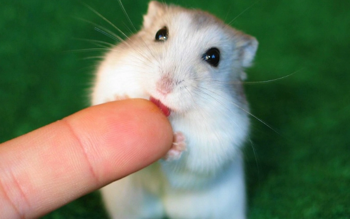 Chuột hamster - phân loại giá bán và cách chăm sóc chuột đẹp khỏe mạnh - 30