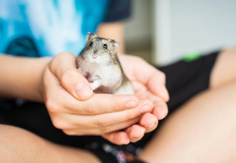 Chuột hamster - phân loại giá bán và cách chăm sóc chuột đẹp khỏe mạnh - 31
