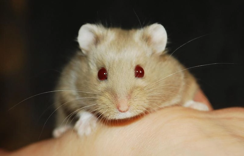 Chuột hamster - phân loại giá bán và cách chăm sóc chuột đẹp khỏe mạnh - 32