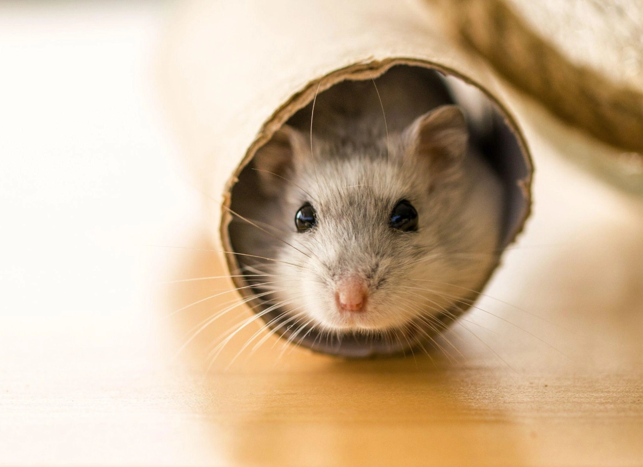Chuột hamster - phân loại giá bán và cách chăm sóc chuột đẹp khỏe mạnh - 33