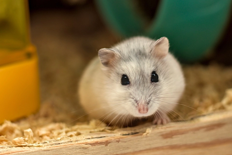 Chuột hamster - phân loại giá bán và cách chăm sóc chuột đẹp khỏe mạnh - 34