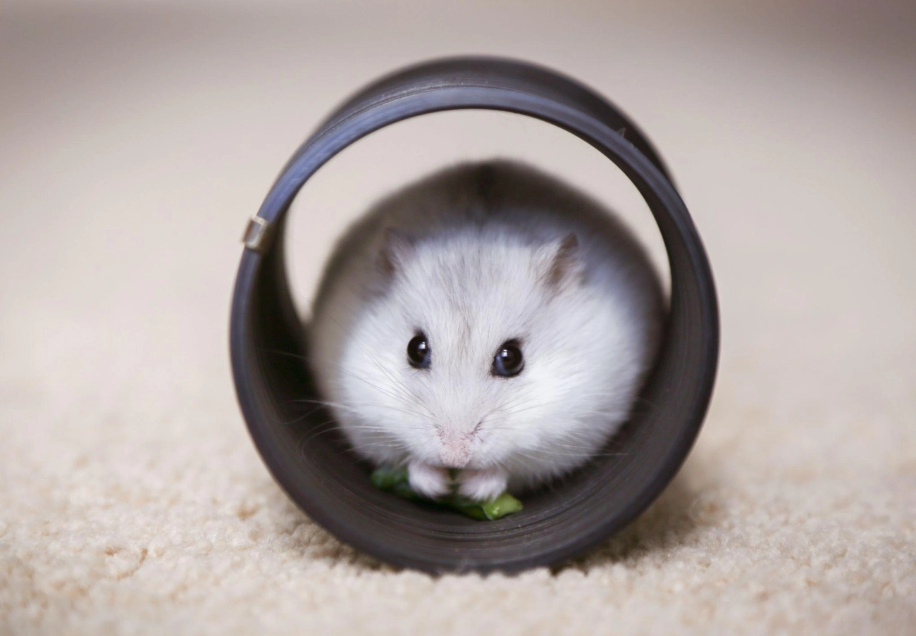 Chuột hamster - phân loại giá bán và cách chăm sóc chuột đẹp khỏe mạnh - 35