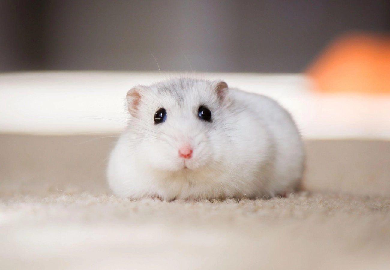 Chuột hamster - phân loại giá bán và cách chăm sóc chuột đẹp khỏe mạnh - 36