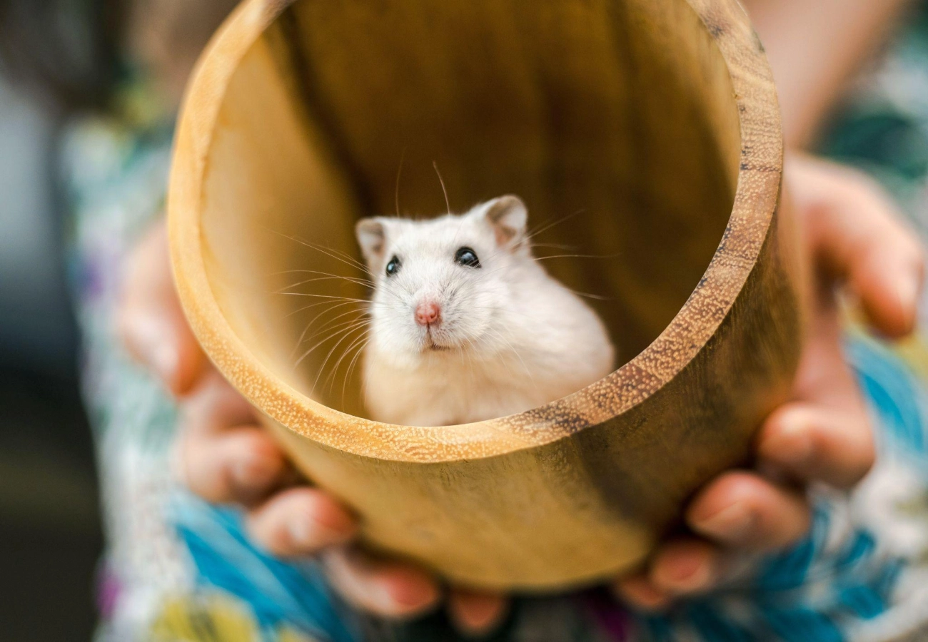 Chuột hamster - phân loại giá bán và cách chăm sóc chuột đẹp khỏe mạnh - 37