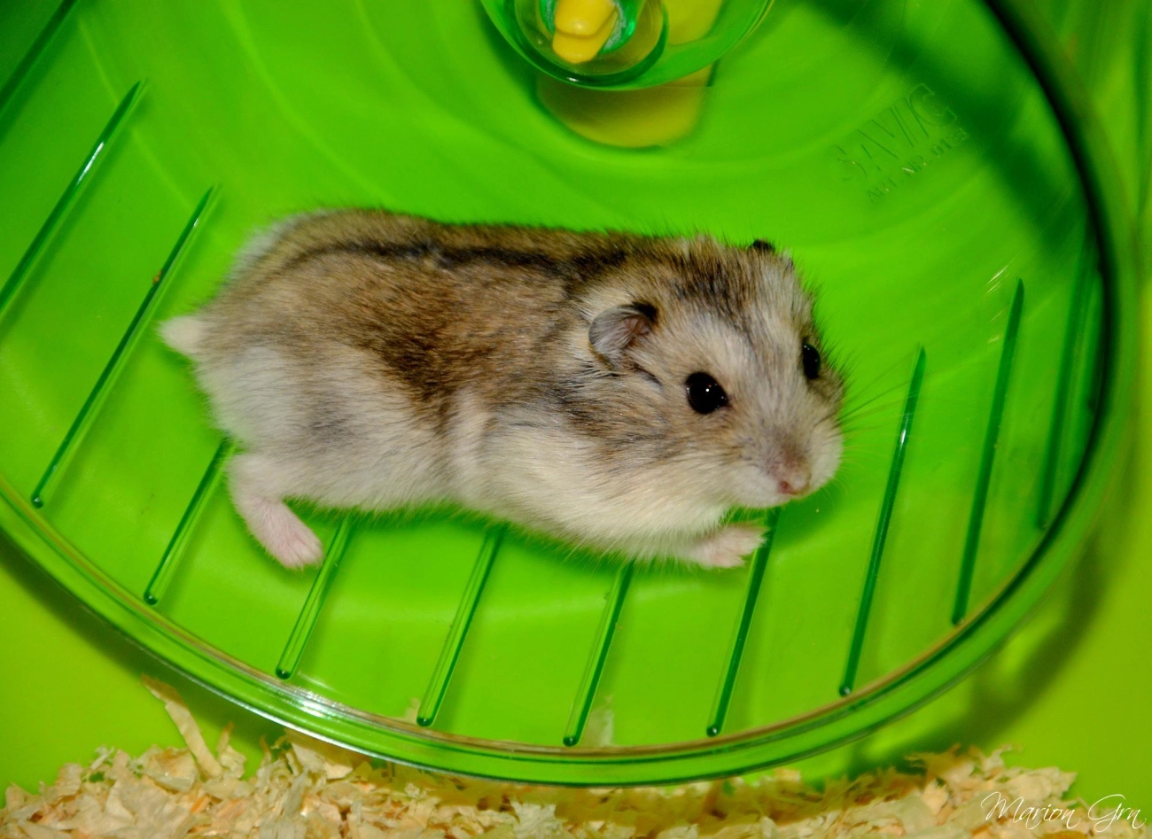 Chuột hamster - phân loại giá bán và cách chăm sóc chuột đẹp khỏe mạnh - 38
