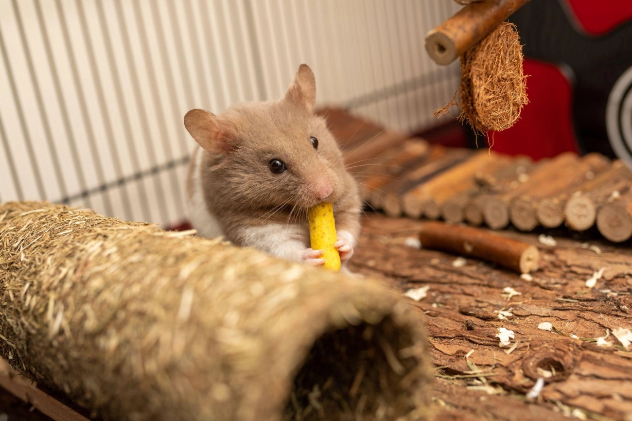 Chuột hamster - phân loại giá bán và cách chăm sóc chuột đẹp khỏe mạnh - 39