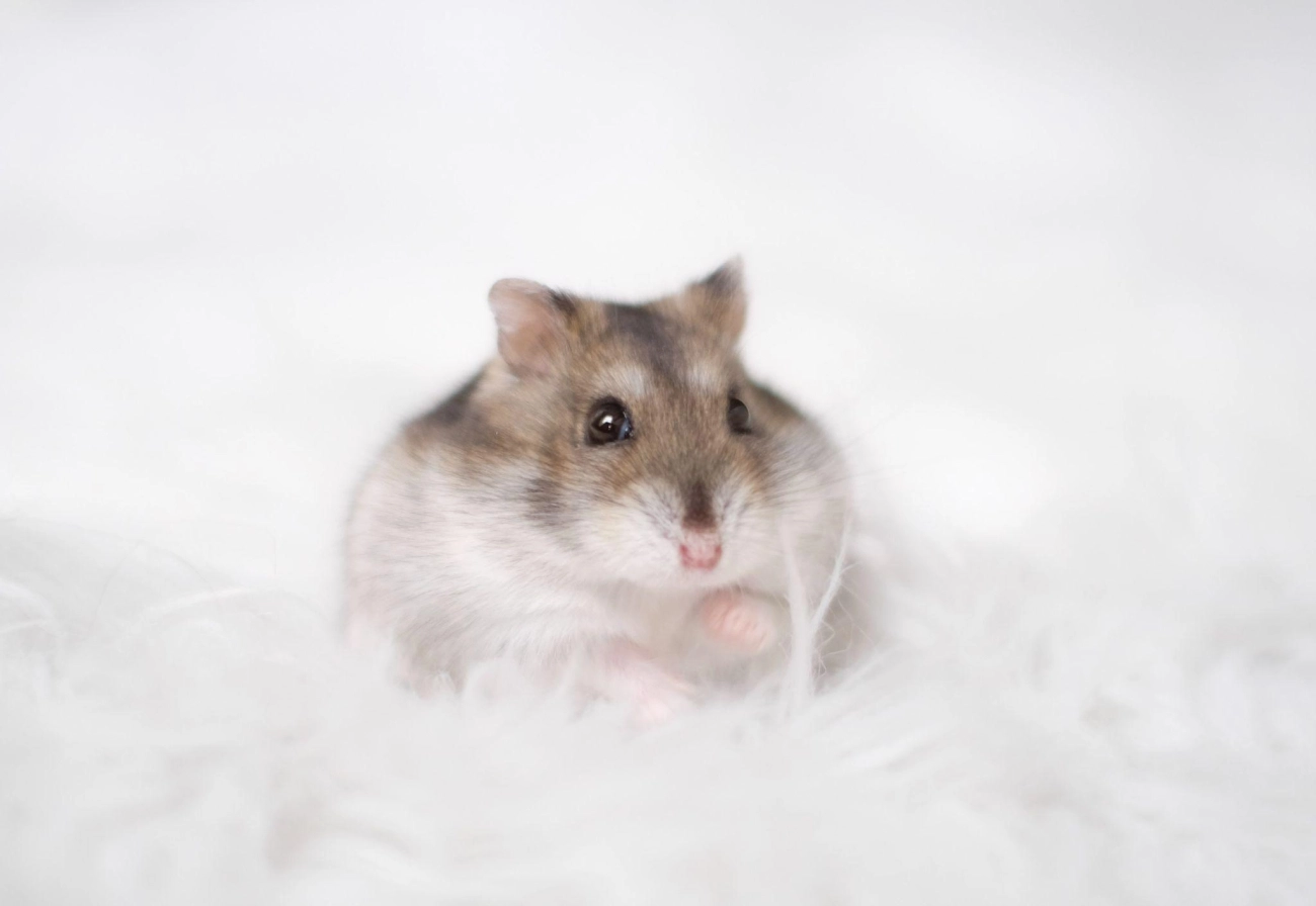 Chuột hamster - phân loại giá bán và cách chăm sóc chuột đẹp khỏe mạnh - 40