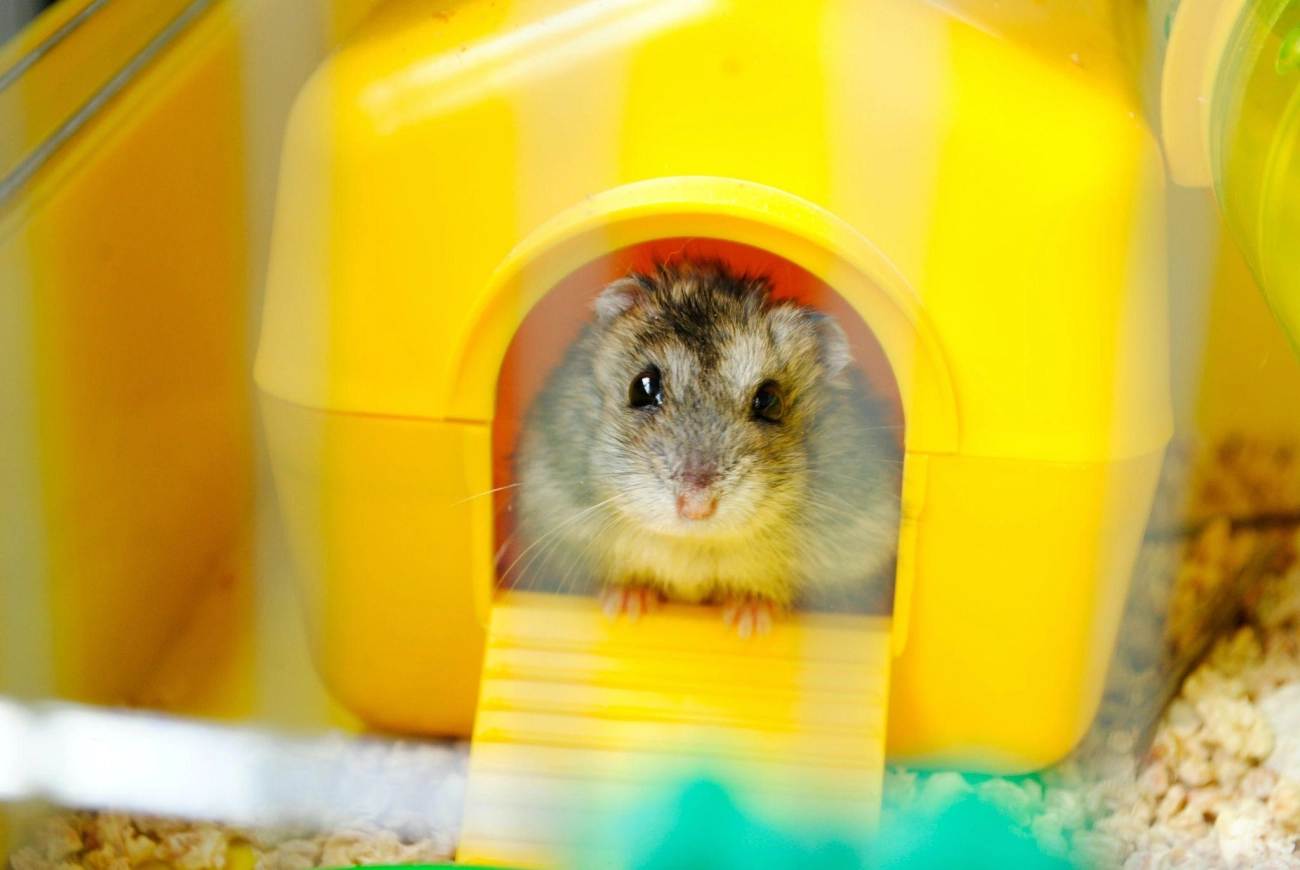 Chuột hamster - phân loại giá bán và cách chăm sóc chuột đẹp khỏe mạnh - 41
