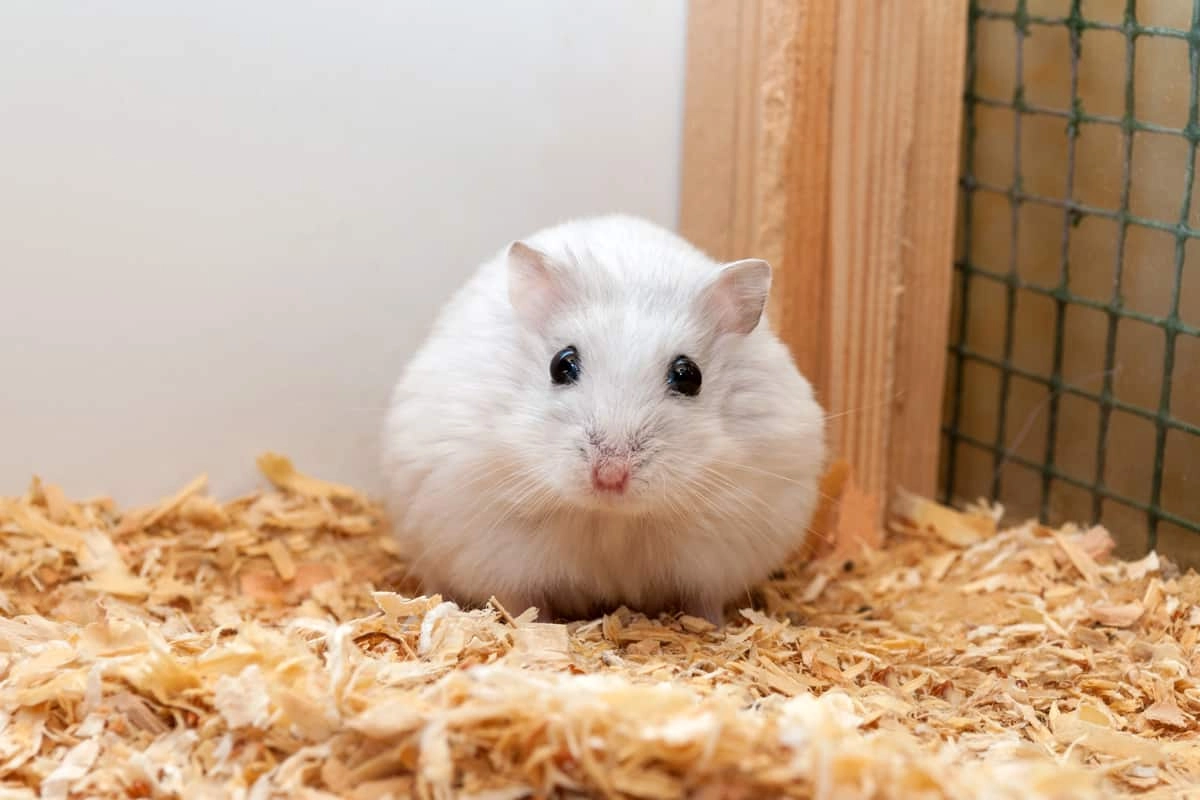 Chuột hamster - phân loại giá bán và cách chăm sóc chuột đẹp khỏe mạnh - 42
