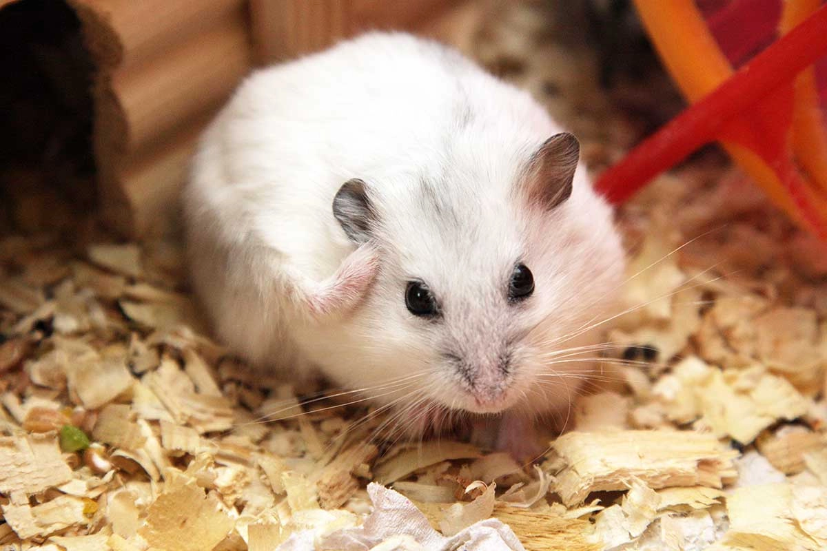 Chuột hamster - phân loại giá bán và cách chăm sóc chuột đẹp khỏe mạnh - 43