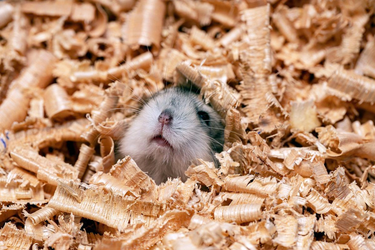 Chuột hamster - phân loại giá bán và cách chăm sóc chuột đẹp khỏe mạnh - 44