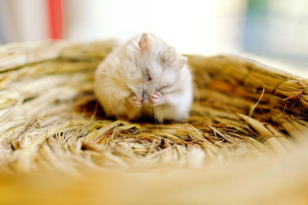 Chuột hamster - phân loại giá bán và cách chăm sóc chuột đẹp khỏe mạnh - 46