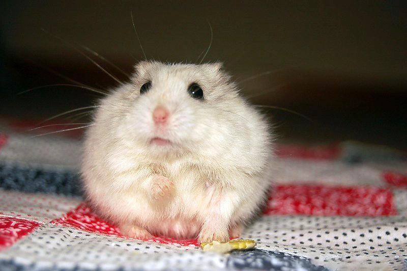 Chuột hamster - phân loại giá bán và cách chăm sóc chuột đẹp khỏe mạnh - 47