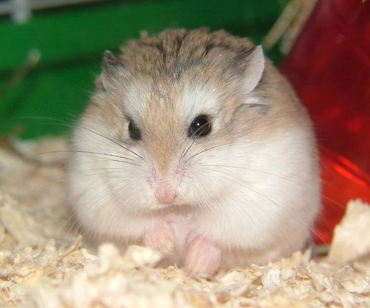 Chuột hamster - phân loại giá bán và cách chăm sóc chuột đẹp khỏe mạnh - 48