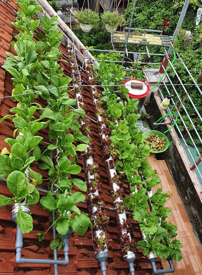 Cô giáo thái bình làm vườn 6m2 trên mái nhà bội thu rau xanh mướt chỉ tốn 2 triệu đồng - 1