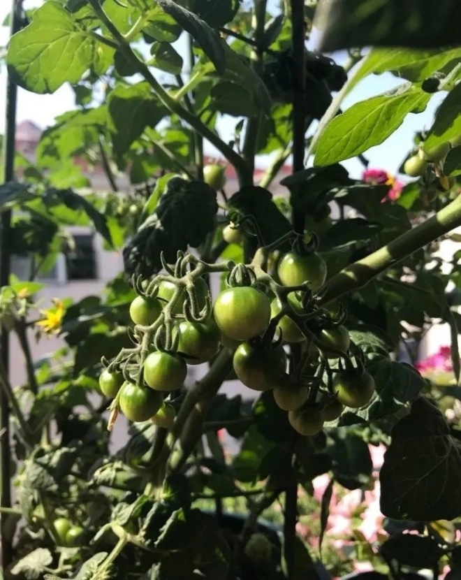 Để trồng cà chua trên ban công bạn phải nắm vững 3 bước thì cây con mới khỏe quả nhiều - 1