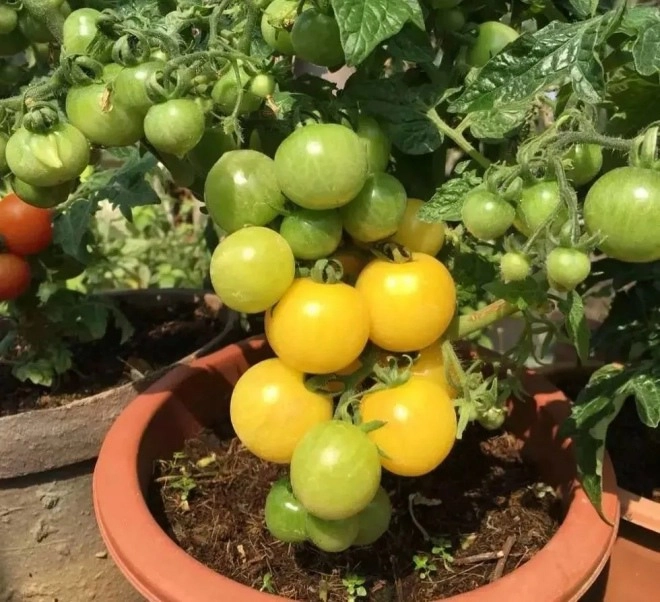 Để trồng cà chua trên ban công bạn phải nắm vững 3 bước thì cây con mới khỏe quả nhiều - 2