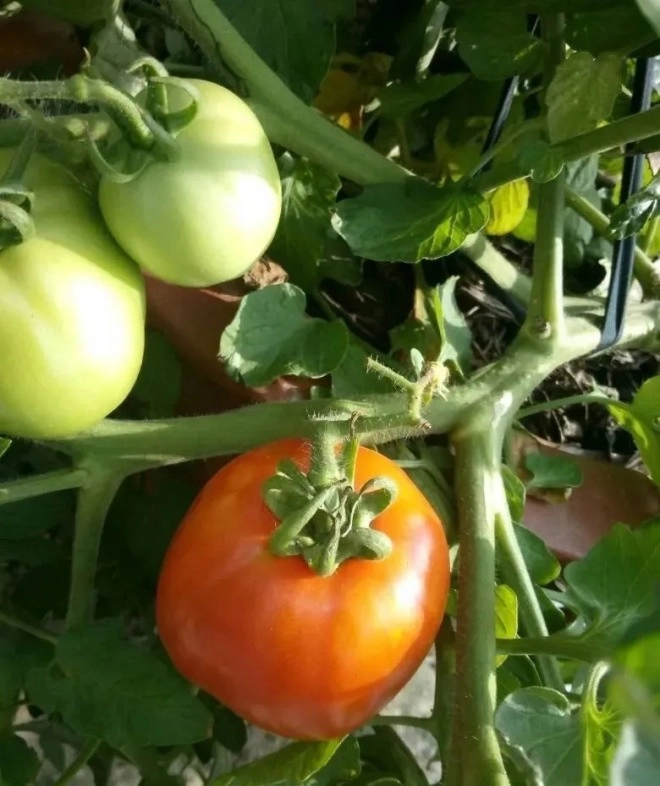 Để trồng cà chua trên ban công bạn phải nắm vững 3 bước thì cây con mới khỏe quả nhiều - 3