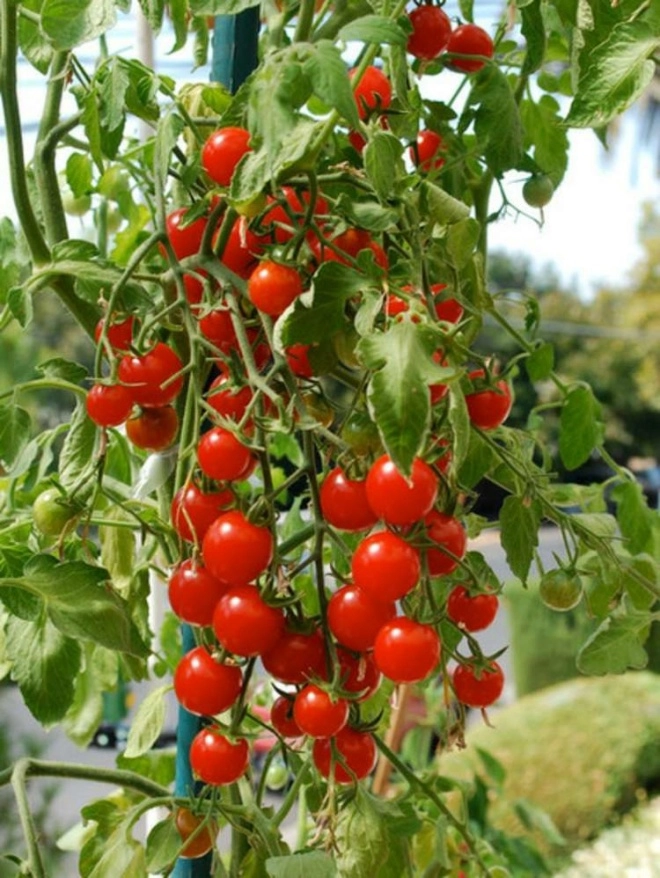 Để trồng cà chua trong chậu không thể thiếu 3 bước giúp ra 20 quả trên một cành - 2