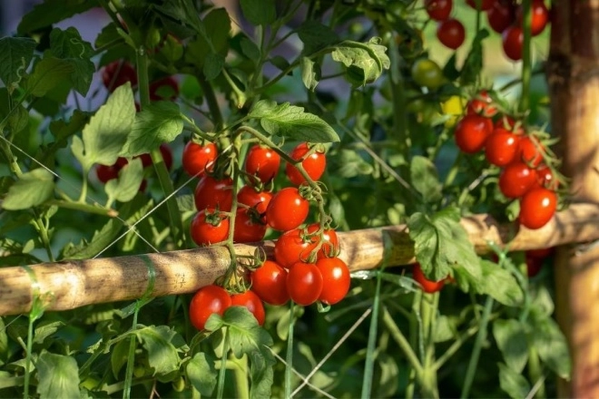 Để trồng cà chua trong chậu không thể thiếu 3 bước giúp ra 20 quả trên một cành - 3