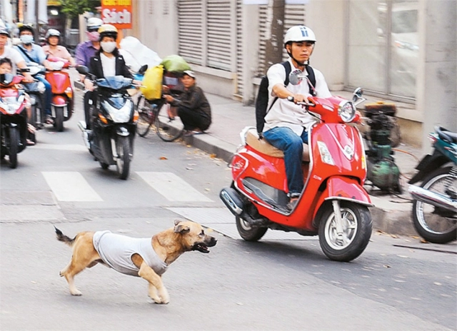 Động vật băng ngang đường và cách xử lý an toàn nhất - 3