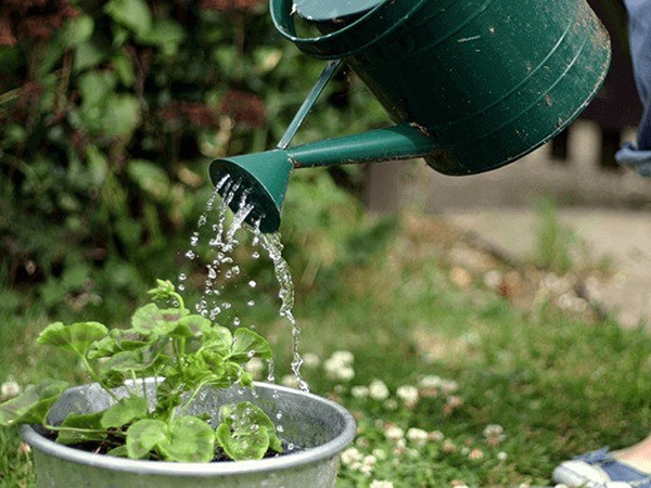 Đừng dùng nước máy tưới cho cây thay bằng những loại nước này tốt hơn 10 lần - 2
