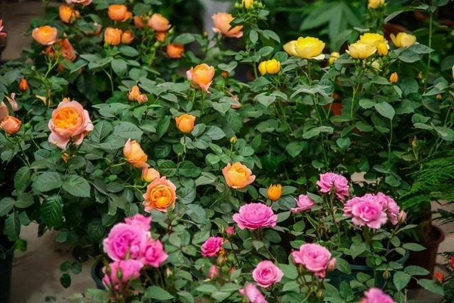 Đừng giữ 4 thói quen xấu này khi trồng hoa thay đổi sớm hoa mới tươi tốt nở bung được - 2