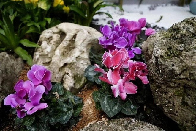 Đừng giữ 4 thói quen xấu này khi trồng hoa thay đổi sớm hoa mới tươi tốt nở bung được - 3