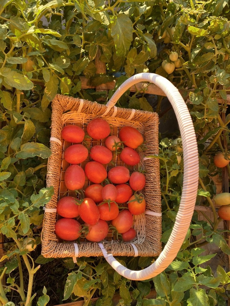 Được bố mẹ tặng nhà nhân ngày cưới cô chủ bình thuận làm vườn ngũ sắc sắp mở rộng 5000m2 - 4