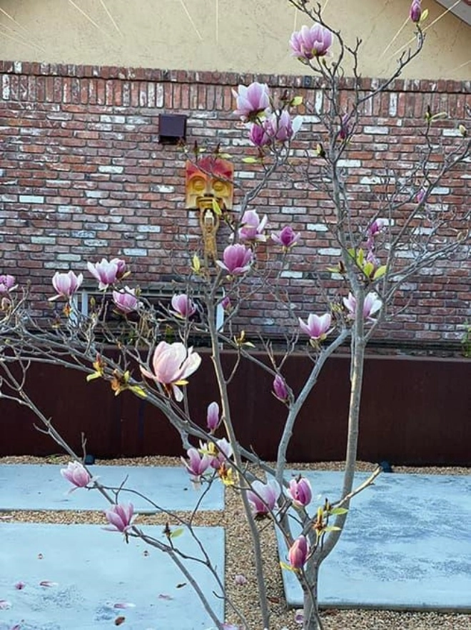 Dương mỹ linh khoe vườn cây sai trĩu trái ở mỹ đến loại khó tính nhất cũng ra hoa - 8