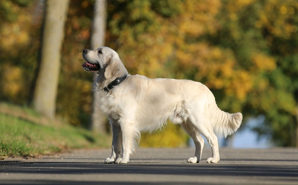 Golden retriever giống chó thông minh và biết tiết chế cảm xúc - 2