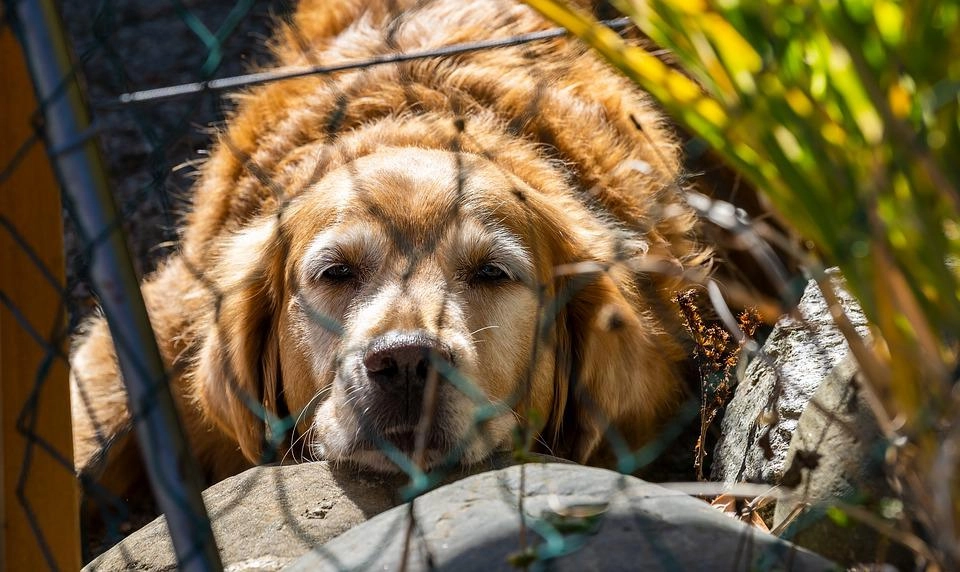 Golden retriever giống chó thông minh và biết tiết chế cảm xúc - 4